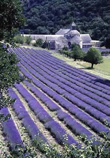Senanque abbey near Gordes