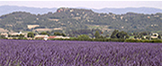 Provence lavender