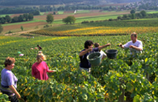 Walking tour in Burgundy